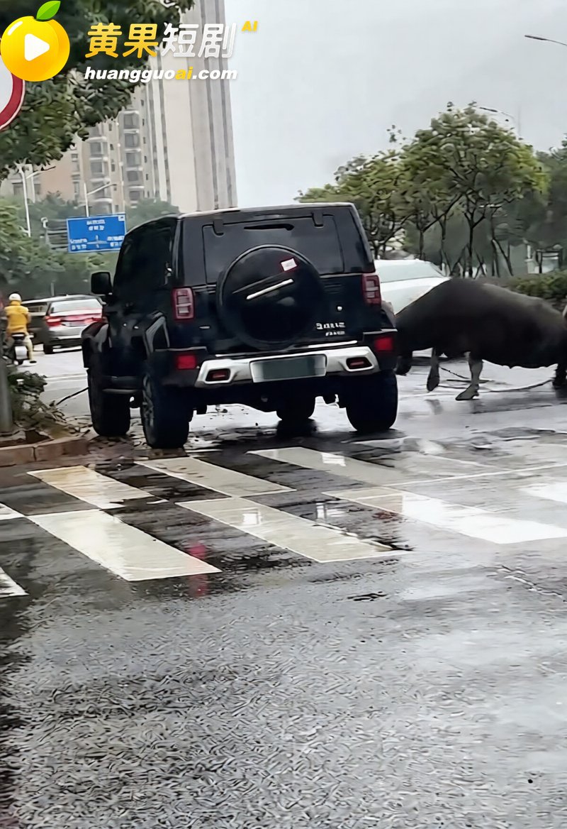 福建宁德突发疯牛狂奔 3