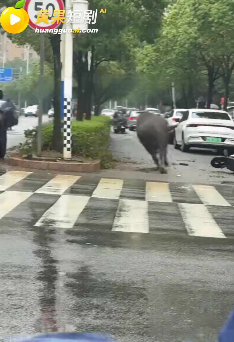 福建宁德突发疯牛狂奔 7