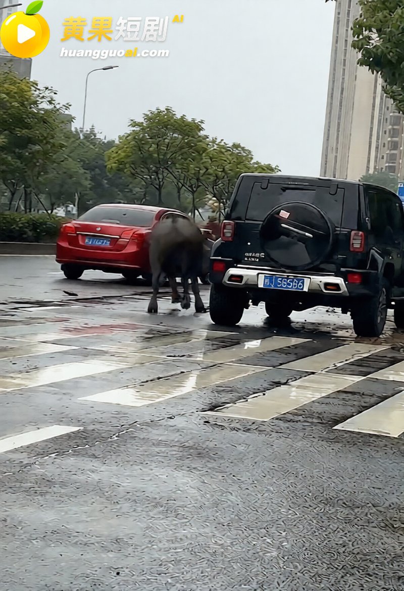 福建宁德突发疯牛狂奔 2